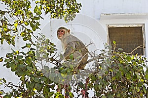 Rhesus macaque