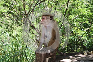 Asian Monkeys At-A-Glance