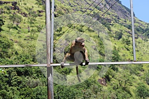 Asian Monkeys At-A-Glance