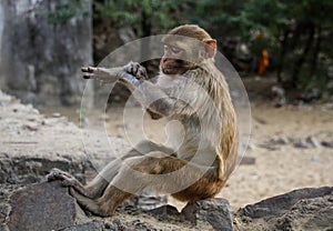 Rhesus Macaques checking the time at Monkey Temple or Galtaji, Jaipur, Rajasthan, India