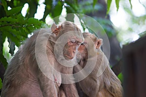 Rhesus macaques monkey are familiar brown primates or apes with red faces and rears are also know as Macaca or Mullata