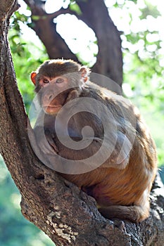 Rhesus makaque monkey