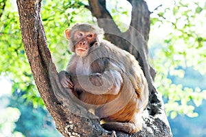 Rhesus makaque monkey