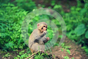 Rhesus monkey