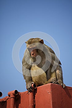 Rhesus monkey