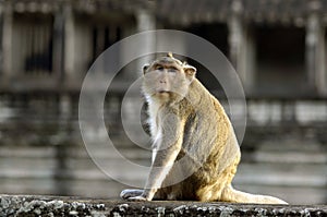 Rhesus monkey at Angkor Wat