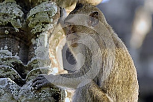 Rhesus monkey at Angkor Wat