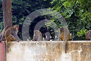 Rhesus monkey colony, Alwar, Rajasthan, India