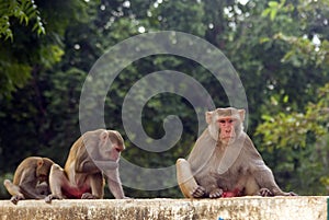 Rhesus monkey colony, Alwar, Rajasthan, India