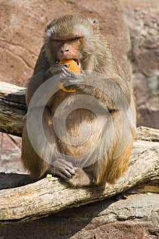Rhesus monkey eating orange