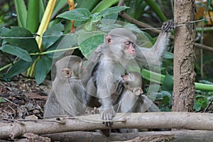 Rhesus monkey family having afternoon nap, nourishment and breastfeeding