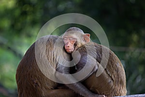 The Rhesus monkey having a nap or sleeping under the tree shade during summer afternoon in a public park in India