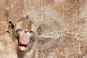 Rhesus monkey with his tongue sticking out, with human eyes and gray wall in the background