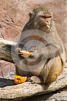 Rhesus monkey looking up