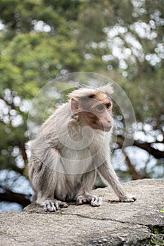 Rhesus Monkey with a missing hand