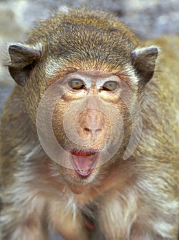 Rh faktor opice portrét prekvapenie 