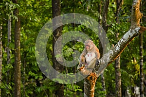 Rhesus monkey sitting on a branch of tree . Bokhe . Desktop background . Wallpaper .