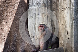 Rhesus Monkey sitting under the tree and looking away at a distance in deep thoughts