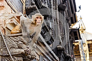Rhesus monkey sitting on the wall