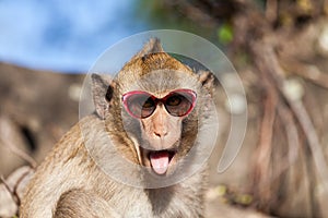 Rhesus monkey with tongue sticking out and sunglasses