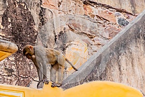 A Rhesus monkey on the top of stair case with stone wall in the background and protruded neck having engulfed food in it