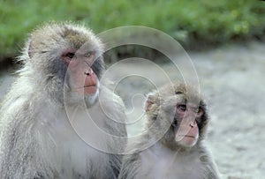 Rhesus monkeys