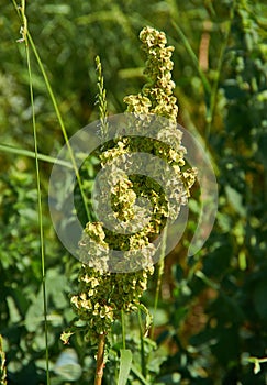 Rheum palmatum