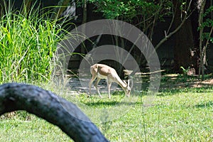 Rhim gazelle in captivity