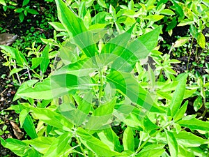 Rhinacanthus nasutus tree