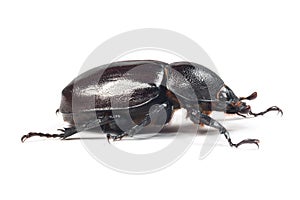Rhinceros Beetle,Unicorn Beetle