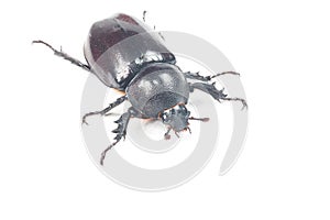 Rhinceros Beetle,Unicorn Beetle