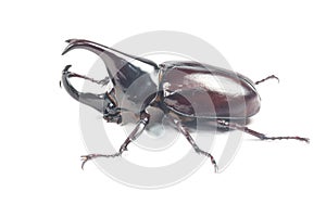 Rhinceros Beetle,Unicorn Beetle
