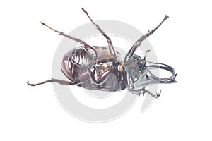 Rhinceros Beetle,Unicorn Beetle