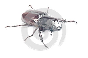 Rhinceros Beetle,Unicorn Beetle