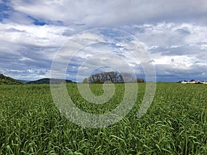 Rhine River valley and fertile agricultural fields, Buchberg