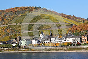 Rhine River Vineyards