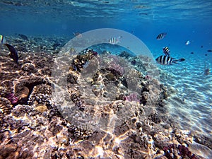 Rhinecanthus assasi fish or Picasso trigger fish on his coral reef in the Red Sea, Egypt