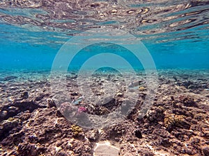 Rhinecanthus assasi fish or Picasso trigger fish on his coral reef in the Red Sea, Egypt