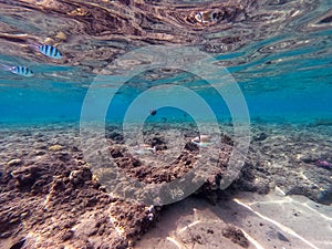 Rhinecanthus assasi fish or Picasso trigger fish on his coral reef in the Red Sea, Egypt