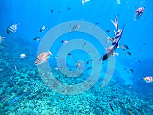 Rhinecanthus assasi fish or Picasso trigger fish on his coral reef in the Red Sea, Egypt photo