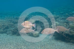 Rhinecanthus Picasso or Black Bar Triggerfish