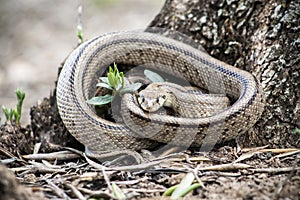 Rhinechis scalaris, called also stairs Snake