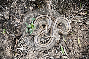 Rhinechis scalaris, called also stairs Snake