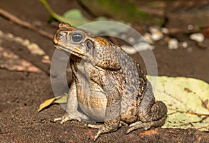 Rhinella horribilis, giant toad. Tortuguero Costa Rica Wildlife