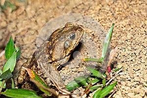 Rhinella horribilis, giant toad located in Mesoamerica and north-western South America. Costa Rica wildlife