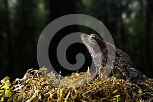 Rhinella margaritifera a macro of a small tropical rain forest toad