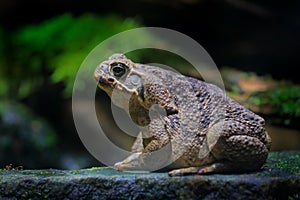 Rhinella marina, Cane toad, big frog from Costa Rica. Face portrait of large amphibian in the nature habitat. Animal in the tropic