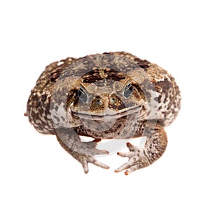 Cane or giant neotropical toad on white
