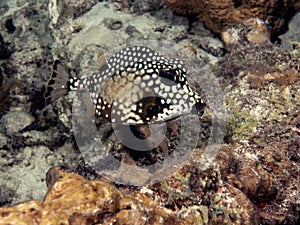 Rhinesomus triqueter, the smooth trunkfish