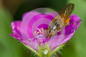 Rhingia (syrphid) geranium 1